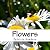 Flowers: expressions in nature