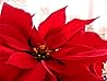 Poinsettia by Tiffany Reisz