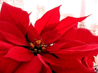 Poinsettia (The Original Sinners, #4.1)
