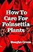 How To Care For Poinsettia ...