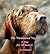 The Wirehaired Vizsla: A Dog for All Reasons