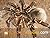 Goliath Birdeater Tarantula...