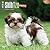 Shih Tzu Puppies 2016 Calendar by Browntrout Publishers