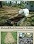 Raised Bed Grower's Guide by Damon