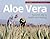 Aloe Vera: Nature's Ally to Health and Healing
