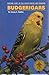 Budgerigars