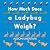 How Much Does a Ladybug Weigh?