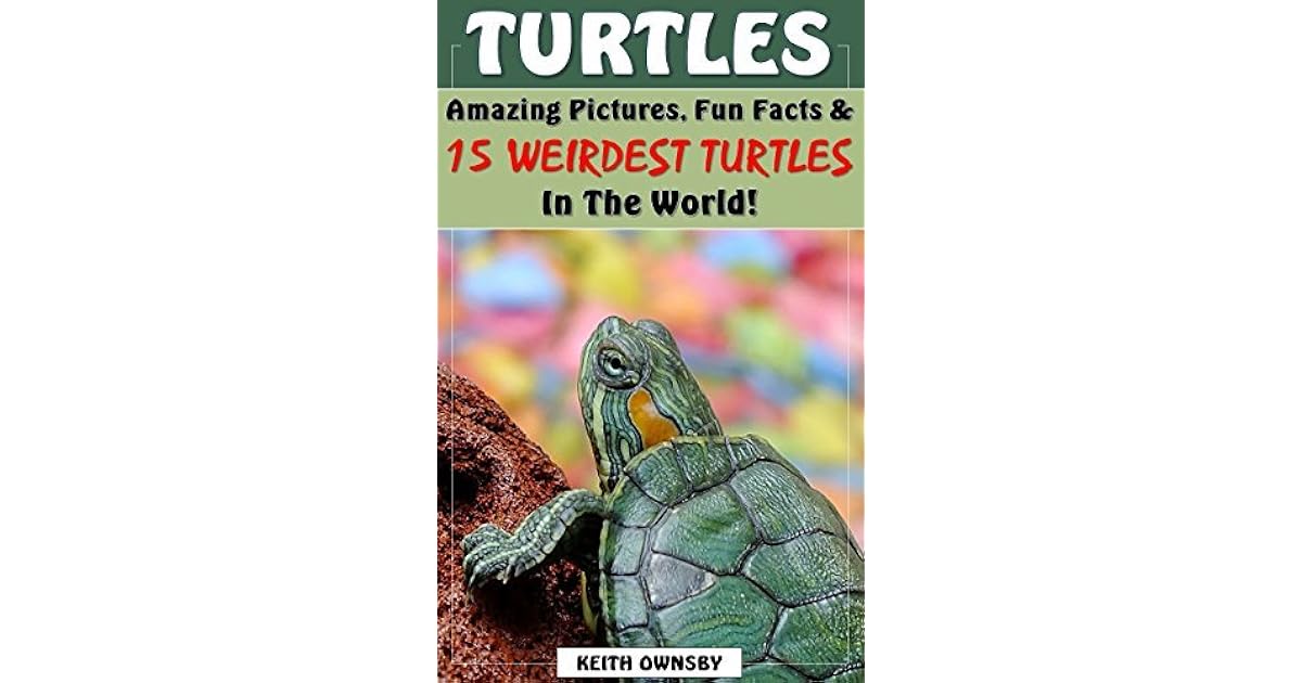 TURTLES: 15 Weirdest Turtles In The World! - Amazing Picture & Fun