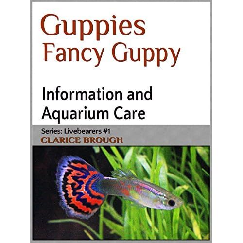 fancy guppy fish