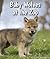 Baby Wolves at the Zoo (All About Baby Zoo Animals)