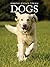 Dogs