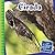 Cicada (21st Century Junior Library: Creepy Crawly Critters)