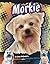 Morkie: A Cross Between a Maltese and a Yorkshire Terrier (Designer Dogs)