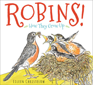 Robins!: How They Grow Up (Hardcover)