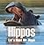Hippos: Let's Meet Mr. Hippo
