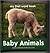 Baby Animals
