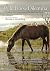 The Wild Horse Dilemma: Conflicts and Controversies of the Atlantic Coast Herds