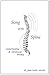 Song Of The Spine