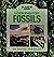 Looking for Fossils