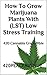 How To Grow Marijuana Plants With (LST) Low Stress Training: 420 Cannabis Grow Bible