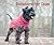 Sweaters for Dogs by Debbie Humphreys
