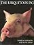 The Ubiquitous Pig