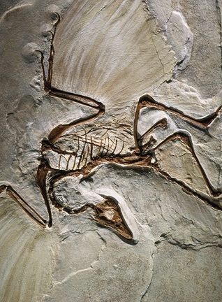 El origen de los pájaros