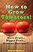 How to Grow Tomatoes (How t...