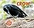 Crow Smarts: Inside the Bra...