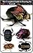 The Complete Guide to Rearing the Rainbow Scarab and Other Dung Beetles