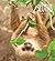 Sloths by Melissa Gish