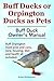 Buff Ducks or Buff Orpingto...