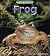 Frog (Wild Britain)