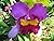 Cattleya Blc: Orchid