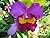 Cattleya Blc: Orchid