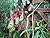 Pitcher plants