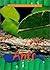Ants (Animals of the Rain Forest)