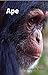 Ape