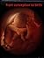From conception to birth