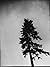 Bush Chord: Pinhole & Poetr...