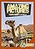 Amazing Pictures and Facts About Camels: The Most Amazing Fact Book for Kids About Camels