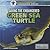 Saving the Endangered Green Sea Turtle (Conservation of Endangered Species)