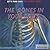 The Bones in Your Body