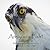 Are You a Fish?: An Osprey Tale