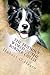The Friendly World of the Border Collie: Inside the Minds of the World's Smartest Dogs