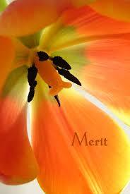 Merit: Readings from the Pali Canon (Paperback)