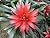 The Bromeliaceae known as the bromeliads