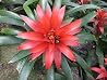 The Bromeliaceae known as the bromeliads The Bromeliaceae known as the bromeliads