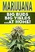 Marijuana: Big Buds, Big Yi...