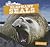 Elephant Seals (Ocean Friends)